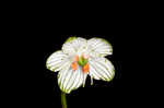 Largeleaf grass of Parnassus